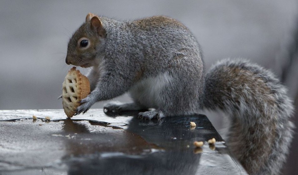 組圖：白熊拆禮物松鼠打雪仗 小動物們的圣誕時(shí)刻