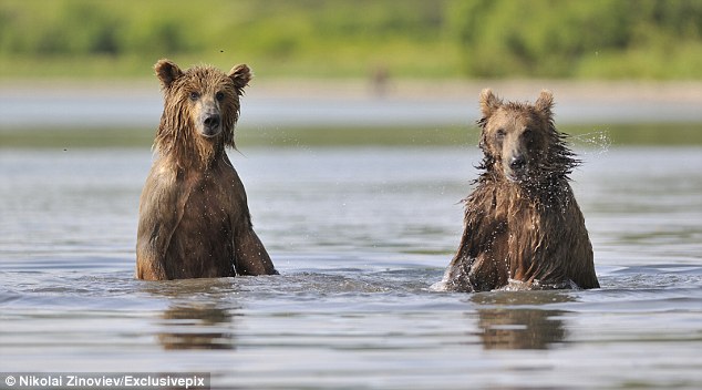 組圖:俄羅斯棕熊見到姐妹興奮異常 大跳江南Style