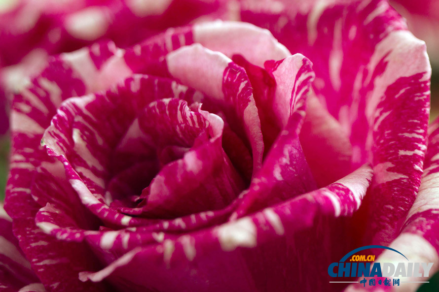 神秘的厄瓜多爾熒光玫瑰 如夢(mèng)似幻(圖)