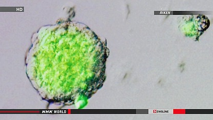 日媒:日本研制出新型萬(wàn)能細(xì)胞“STAP細(xì)胞”