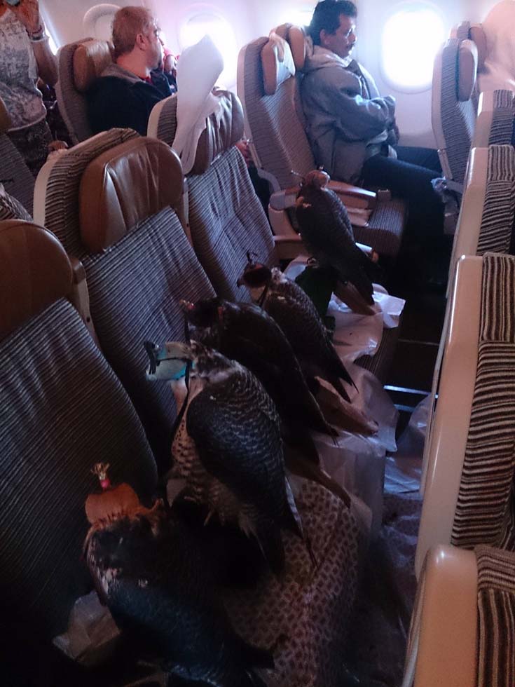 1只隼一個座位 阿拉伯男子帶12只隼坐飛機