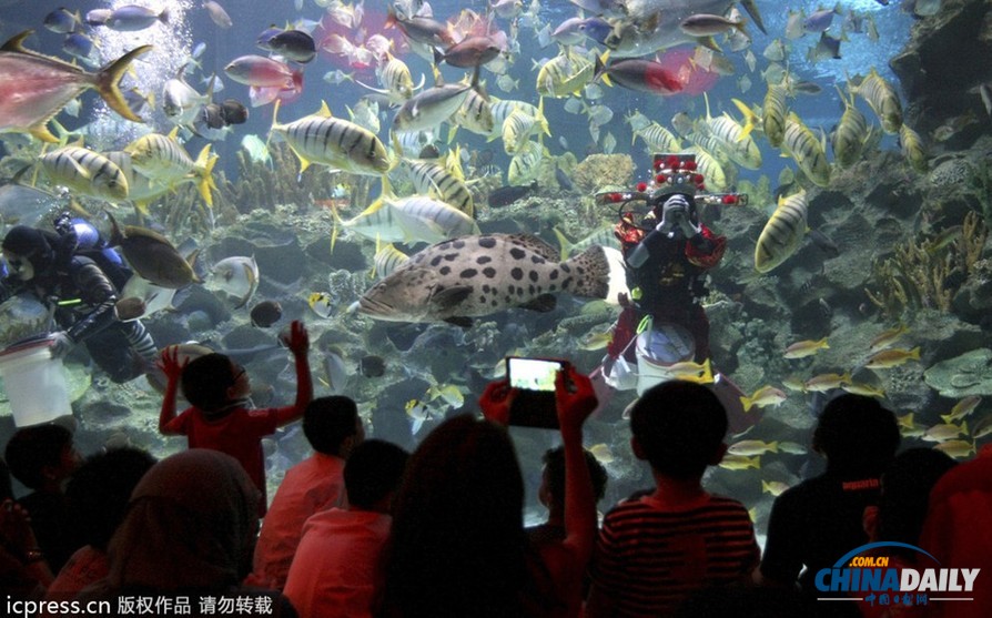 水下舞獅財(cái)神拜年 馬來西亞一水族館喜迎中國年