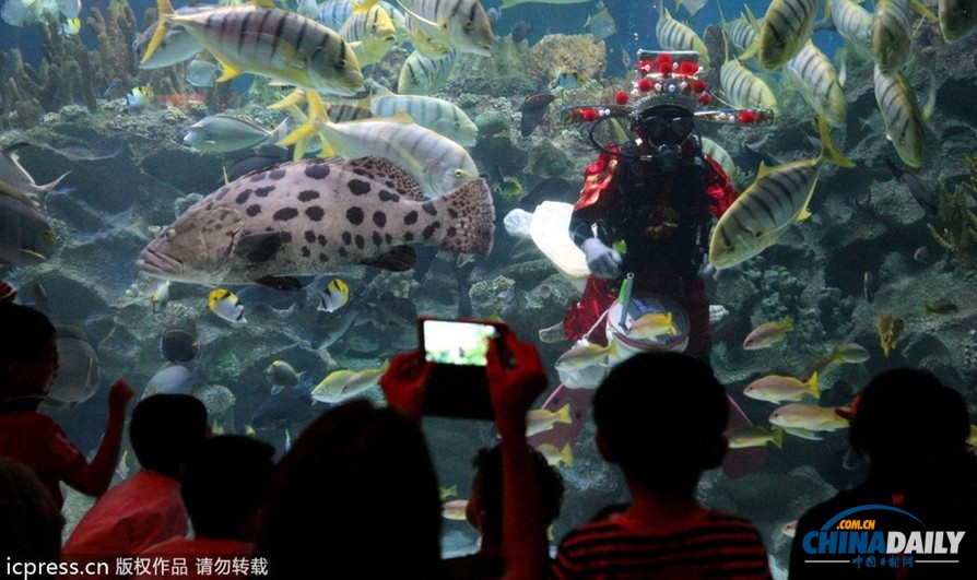 水下舞獅財神拜年 馬來西亞一水族館喜迎中國年