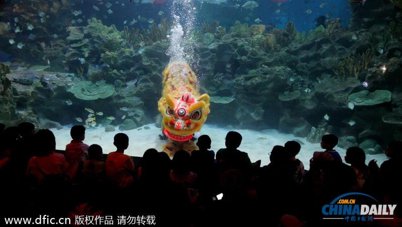 水下舞獅財(cái)神拜年 馬來(lái)西亞一水族館喜迎中國(guó)年