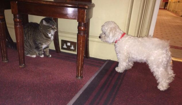 英財長家中上演貓狗“奪權(quán)大戰(zhàn)” 網(wǎng)上曬趣圖