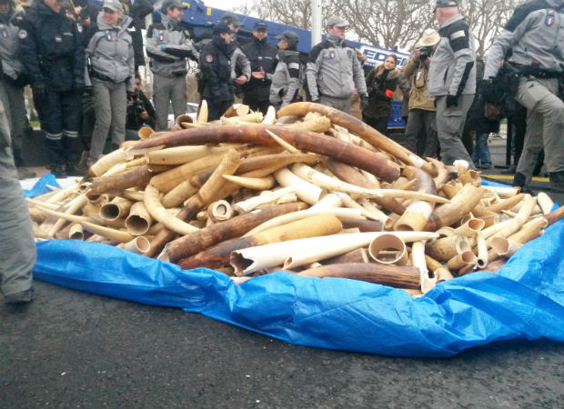法國(guó)埃菲爾鐵塔下銷(xiāo)毀逾2噸象牙 系歐洲首次