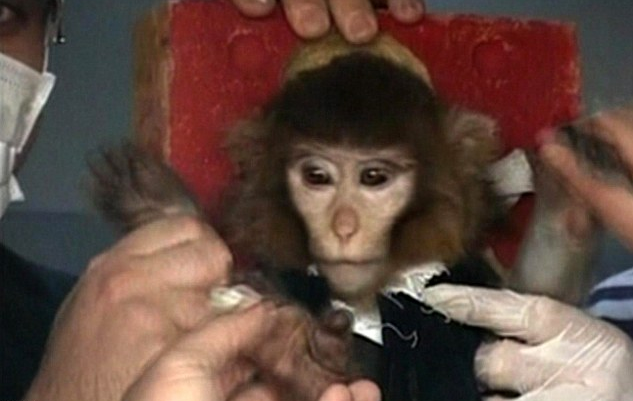 內(nèi)賈德愿做伊朗太空第一人 麥凱恩推特諷其為“太空猴”