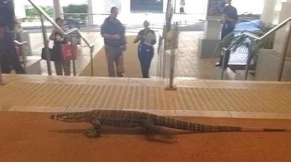 長達(dá)兩米野生巨蜥闖入澳俱樂部 嚇壞顧客