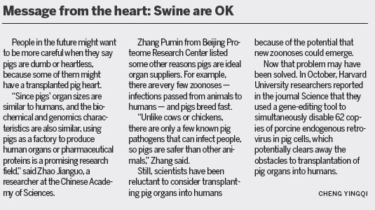 Pig gene technology promises big benefits