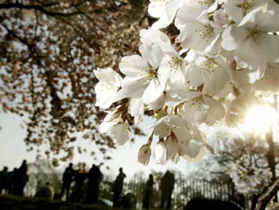 Cherry blossom festival