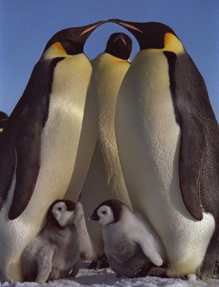 Emperor penguin(皇企鵝)