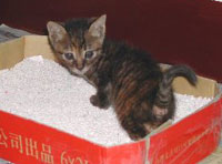 貓沙是誰發(fā)明的？