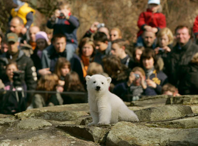 Visitors watch polar bear cub Knut in Berlin zoo, March 24, 2007.
