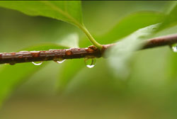 春雨(讀者心聲)