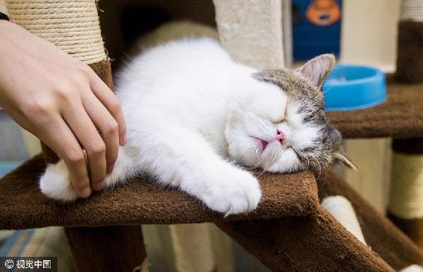 貓經(jīng)濟(jì)興起 今天你“吸貓”了嗎？
