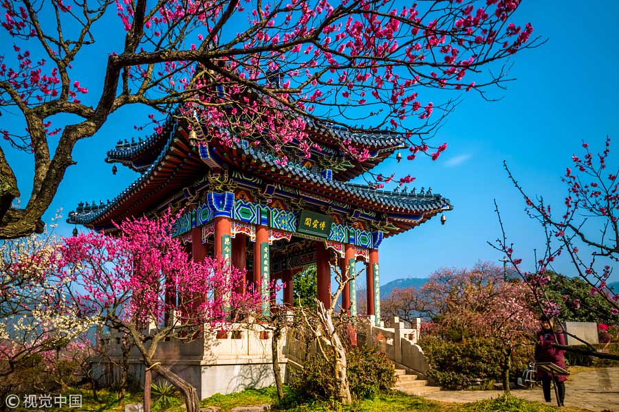 踏青季：春天盛開的9種鮮花 哪一種最美？（組圖）