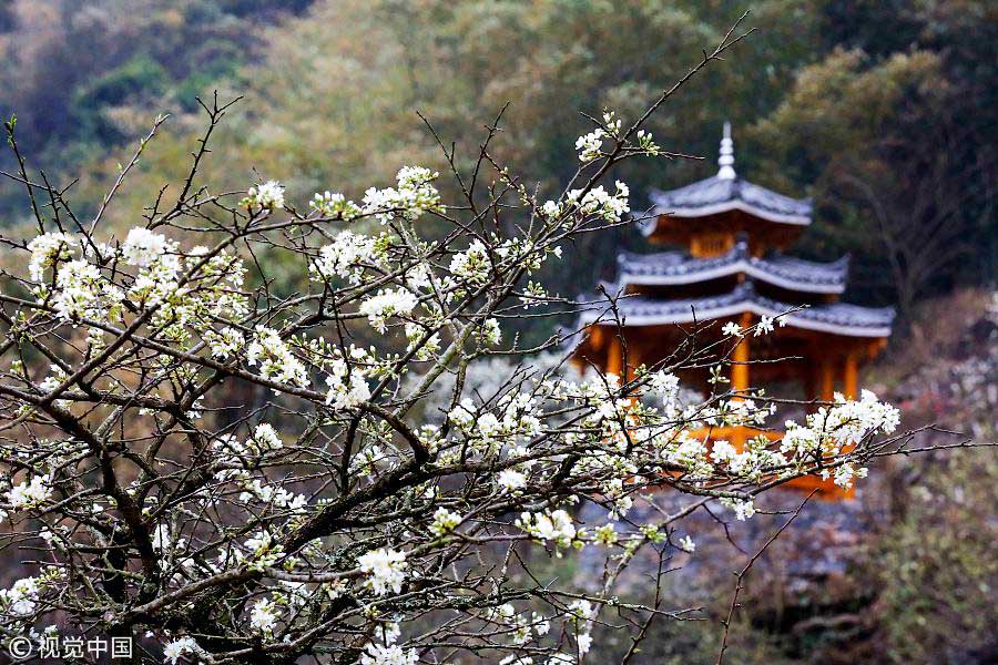 踏青季：春天盛開的9種鮮花 哪一種最美？（組圖）