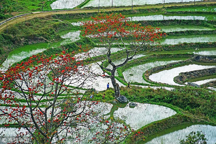 踏青季：春天盛開的9種鮮花 哪一種最美？（組圖）