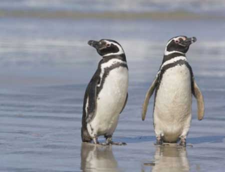 Good Luck Chuck《幸運(yùn)查克》精講之二