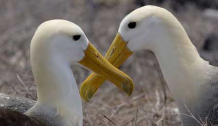Good Luck Chuck《幸運(yùn)查克》精講之二