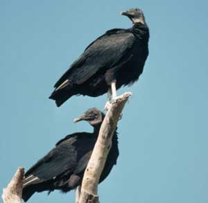 Good Luck Chuck《幸運(yùn)查克》精講之二