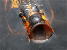 A Fish Out of Water 如魚(yú)失水