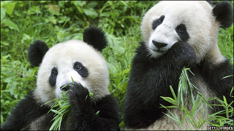 Wild China 美麗中國(guó)