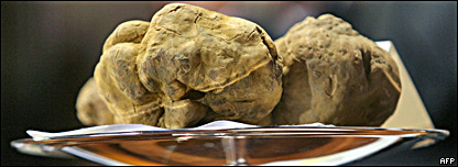 Giant Truffle Auction 大型松露拍賣(mài)會(huì)