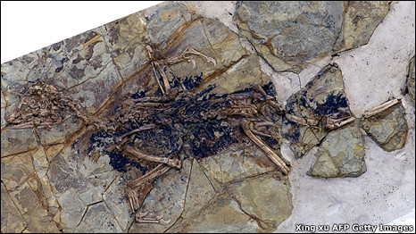 Bird or dinosaur 是鳥？還是恐龍？