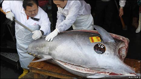 Pricey Catch 售價(jià)近百萬(wàn)美元的金槍魚(yú)