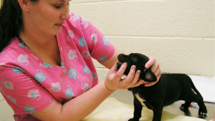 留學(xué)問答:來英國讀獸醫(yī)學(xué)