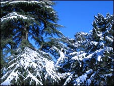 Eat Your Greens! 吃綠菜！