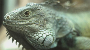 Pet rescue 營救動物