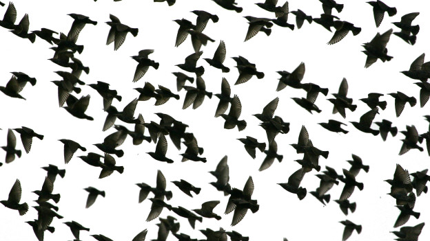 To flock to 大量涌進(jìn)