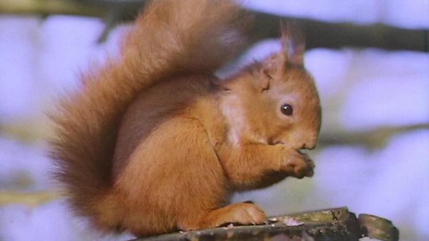 To squirrel something away 把東西儲(chǔ)藏起來(lái)