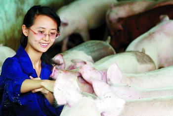 藝術(shù)系美女去養(yǎng)豬 養(yǎng)豬博客引來(lái)眾“粉絲”