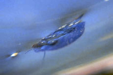 能在水上“散步”的動(dòng)物