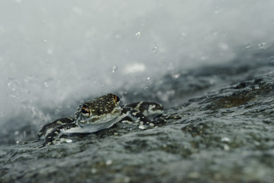 天上真能掉青蛙嗎？