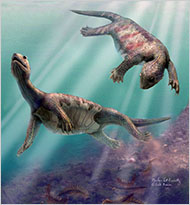 海龜?shù)谋臣滓雀辜组L得晚