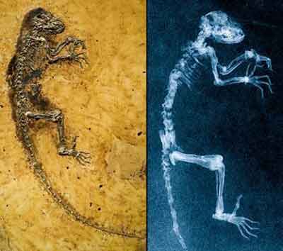 美國國家地理09年度十大科學(xué)發(fā)現(xiàn)