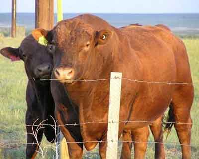 你認(rèn)識(shí)這六種奇特的雜交動(dòng)物嗎？