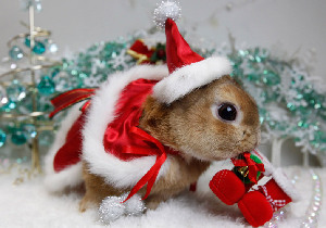 兔年說(shuō)說(shuō)“兔”文化