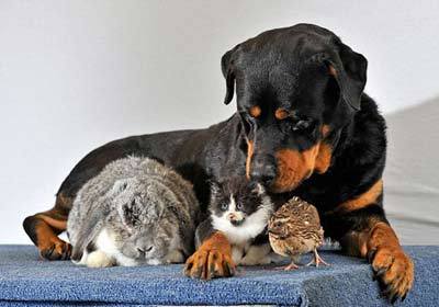 英國“博愛”獒犬照顧流浪動(dòng)物