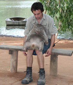 袋熊也抑郁:沒人擁抱很寂寞