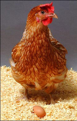 為什么母雞腿短？