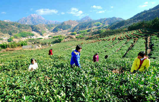 人間四月天 岳西花正紅