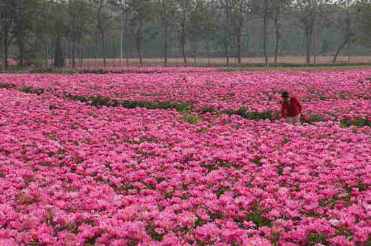 五月，來(lái)亳州看芍花