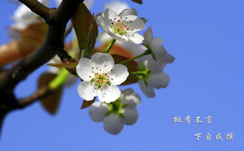 “桃李不言，下自成蹊”