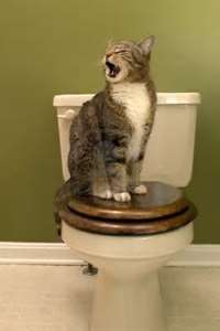 大自然的召喚，關(guān)于洗手間的英文