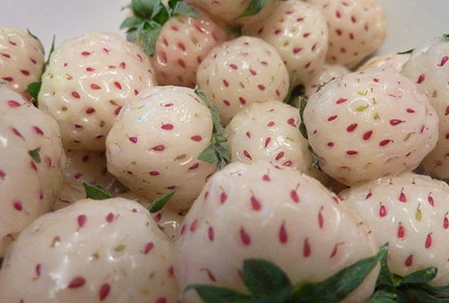 我不想看書！因為我有“密集恐懼癥”！